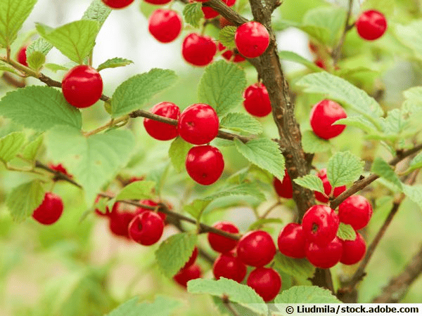 Des images de diff�rentes plantes